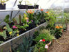 Picture of Exaco Riga IVs Greenhouse